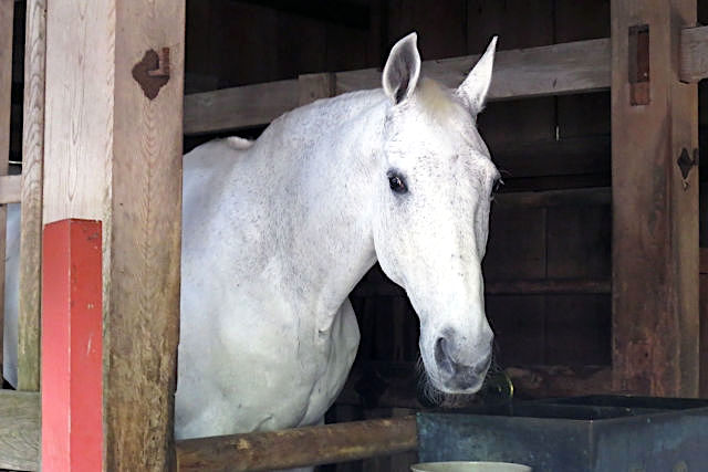 神厩舎の神馬