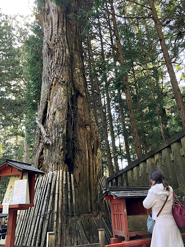 日光東照宮 奥社叶え杉